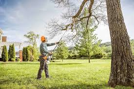 Professional Tree Care Services in Desert Palms, CA