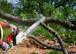 Best Hazardous Tree Removal  in Desert Palms, CA