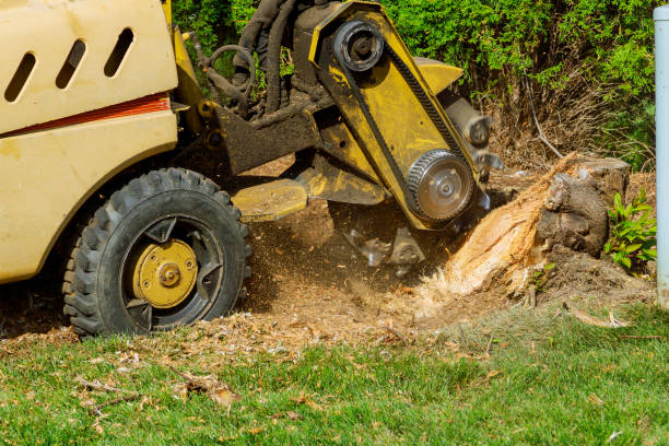 Best Sod Installation  in Desert Palms, CA