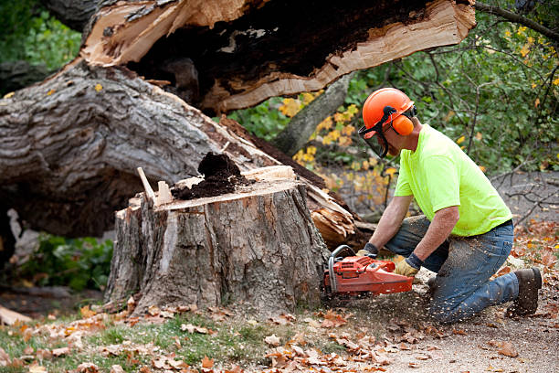 Best Arborist Consultation Services  in Desert Palms, CA