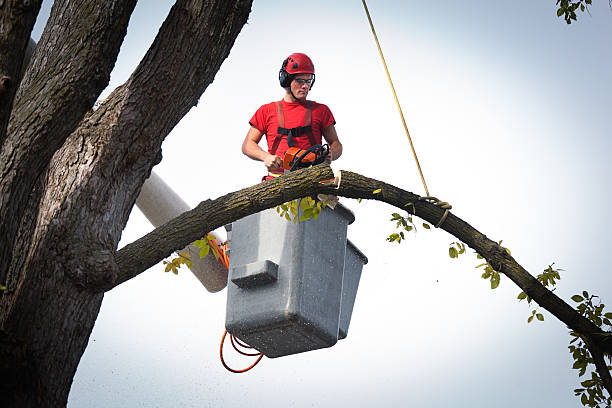 Best Tree Removal  in Desert Palms, CA